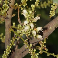 Lepisanthes tetraphylla var. tetraphylla (Vahl) Radlk.